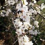 Prunus spinosa പുഷ്പം
