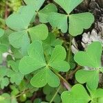 Oxalis dillenii Leaf