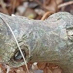 Hydrangea heteromalla Bark