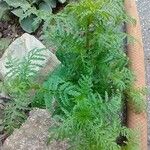 Tagetes tenuifolia Leaf