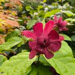 Calycanthus floridusЦветок