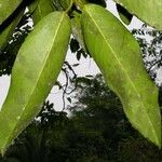 Garcinia dulcis Leaf