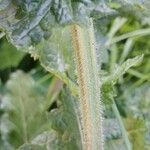 Salvia verbenaca Rinde