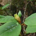 Magnolia sieboldii Blomma