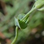 Blackstonia perfoliata List