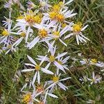 Galatella sedifolia Flower