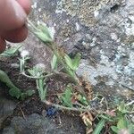 Trifolium arvense Foglia