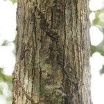 Eschweilera congestiflora Corteza