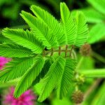 Mimosa diplotricha Φύλλο
