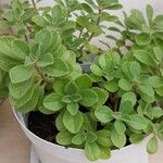 Coleus barbatus Leht