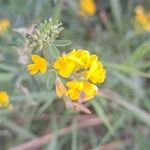 Medicago falcataVirág