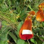 Calceolaria uniflora Інше