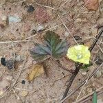 Merremia hederacea Blüte