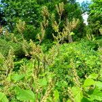 Fothergilla major 整株植物