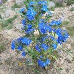 Anchusa officinalis Облик