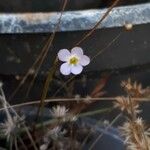 Curtia tenuifolia Кветка