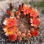 Ferocactus wislizeni Квітка