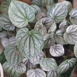 Peperomia caperata Φύλλο