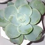 Echeveria australis Leaf