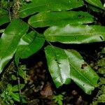 Lomariopsis japurensis Hostoa
