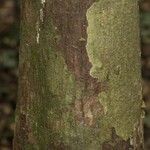 Pachira dolichocalyx Bark