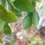 Lasiocroton microphyllus Leaf