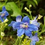 Delphinium elatumFlower