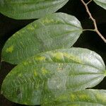 Lunania mexicana Leaf