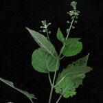 Circaea repens Hábito