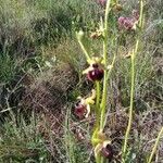 Ophrys sphegodesFlower