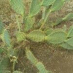 Opuntia engelmannii Leaf