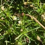 Sagina procumbens ഇല