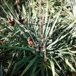 Yucca rupicola Blad