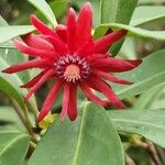 Illicium henryi Flor