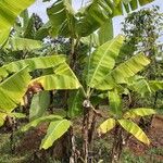 Musa balbisiana ശീലം