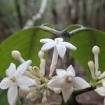 Cyclophyllum henriettiae Flower