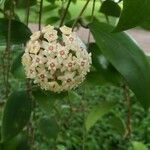 Hoya verticillata Λουλούδι