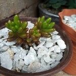 Sedum × rubrotinctum Folha