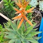 Aloe brevifolia 花