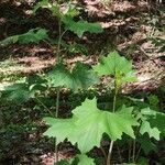 Arnoglossum atriplicifolium Leaf