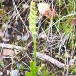 Spiranthes cernua Leaf