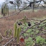 Alnus cordata ফল