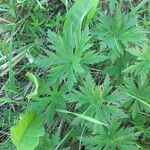 Geranium pratenseFoglia