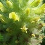 Astragalus alopecurus Flower