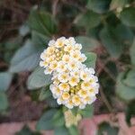 Lantana canescens Цвят