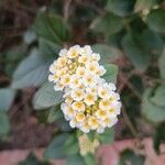 Lantana canescens Λουλούδι