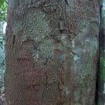 Bocoa prouacensis Aubl.Bark