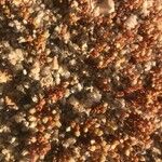 Sedum andegavense 葉