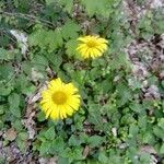 Doronicum pardalianchesFlower