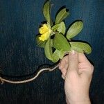 Hibbertia scandens 葉